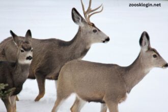 How to Keep Deer Out of Garden