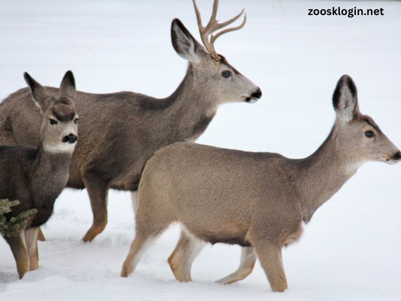 How to Keep Deer Out of Garden